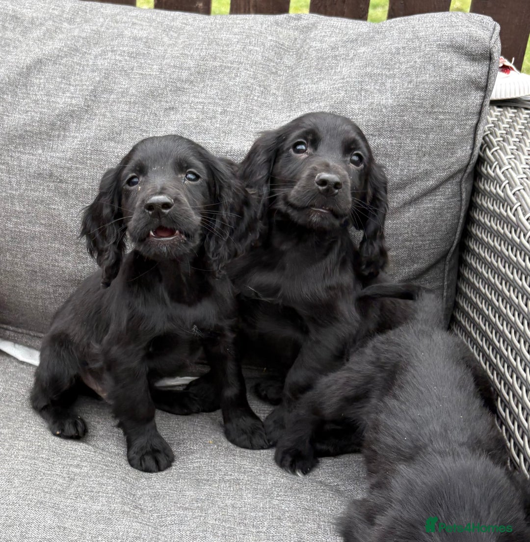 Cocker Spaniel dogs for sale: Cocker spaniel puppies🐶 - Image 7