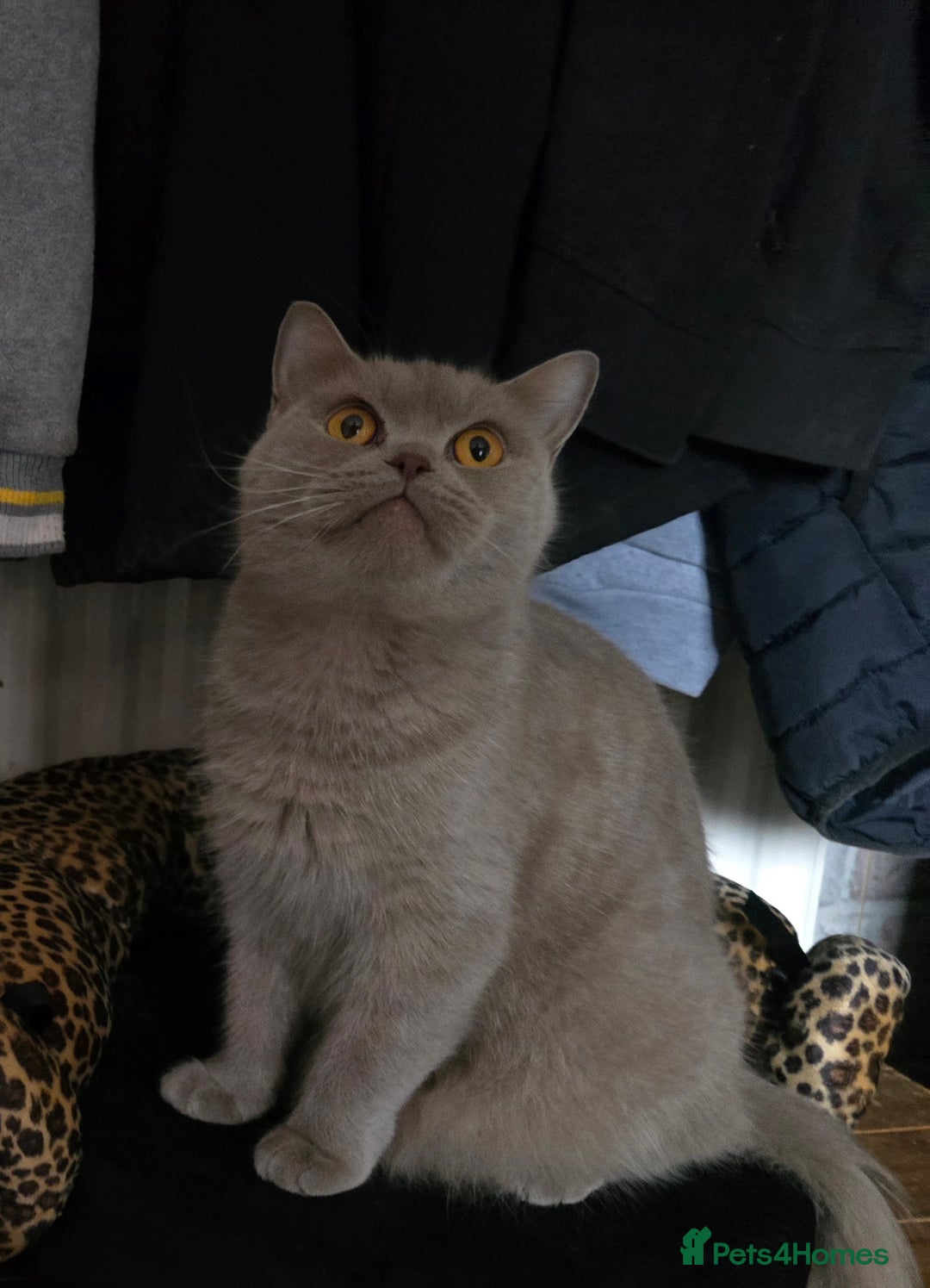 Maine Coon cats for sale: Maine Coon x British Shorthair kittens - Advert 2