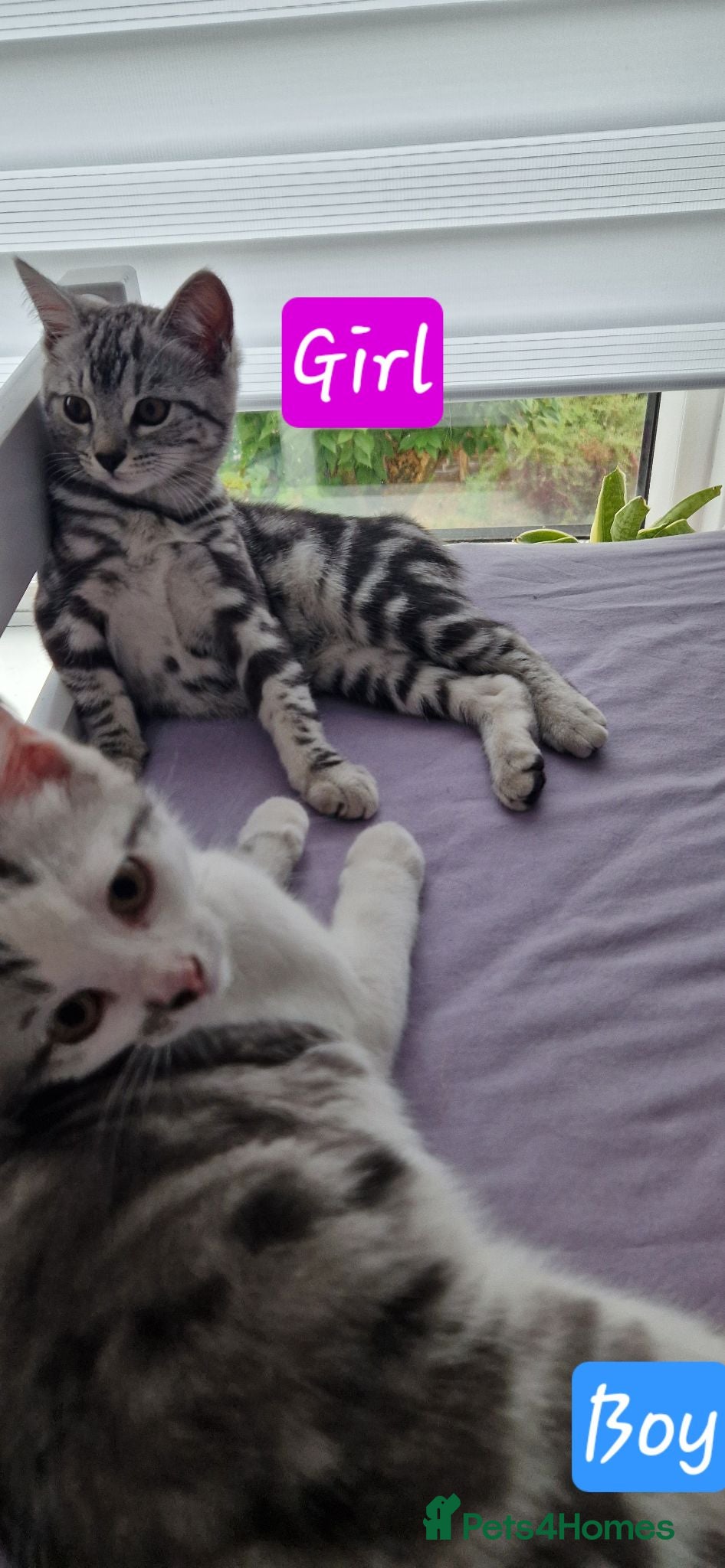 British Shorthair cats Lovely tabby mix kittens - Advert 12
