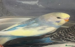 Budgerigars birds for sale: 6 baby budgies for sale  - Image 16