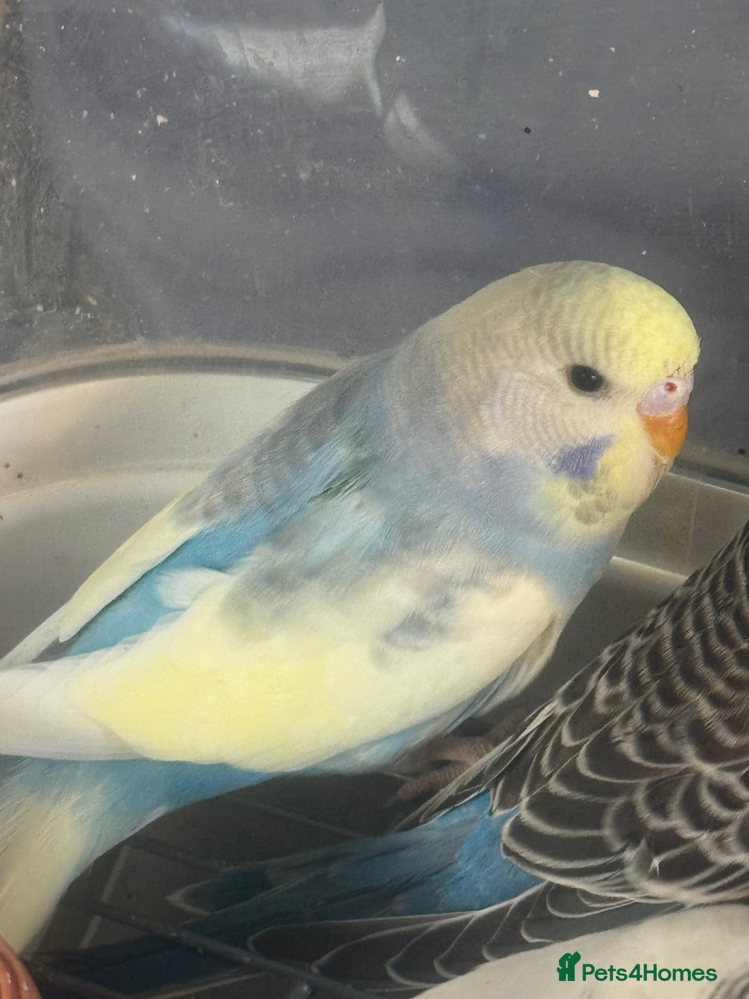 Budgerigars birds for sale: 6 baby budgies for sale  - Image 16