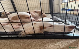Cocker Spaniel dogs for sale: 2 Gorgeous male White+Lemon Cocker Spaniel Puppies - Image 15