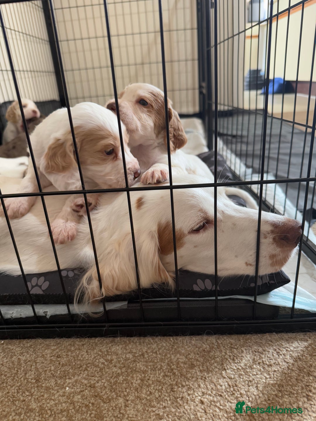 Cocker Spaniel dogs for sale: 2 Gorgeous male White+Lemon Cocker Spaniel Puppies - Image 15