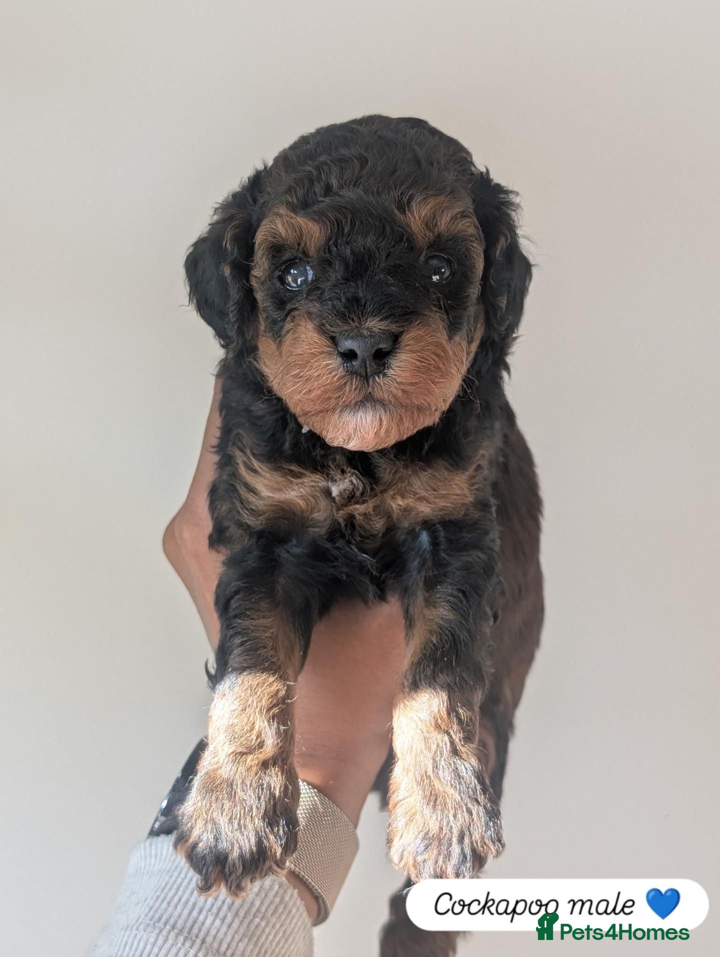 Cockapoo dogs F1BB cockapoo puppies  - Advert 15