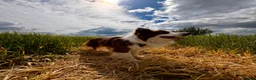 Border Collie dogs for stud: Kajtek Red-white border collie FOR STUD - Advert 4
