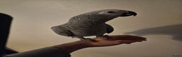 Parrots birds for sale: Baby female african grey super tame - Advert 3