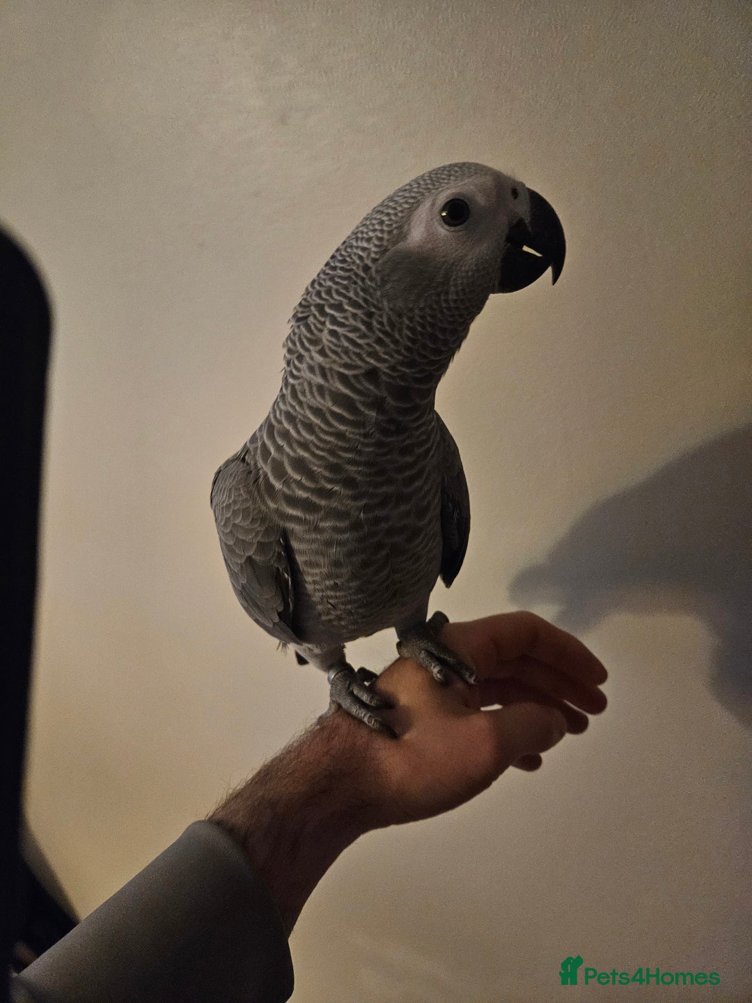 Parrots birds for sale: Baby female african grey super tame - Advert 3