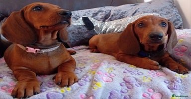 Dachshund dogs - Advert 5