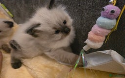 Ragdoll cats for sale: Ragdol KITTENS 😸 ♥️  - Image 24