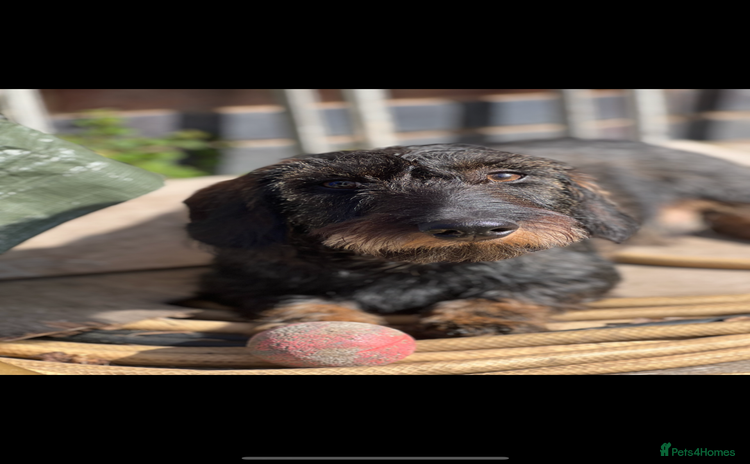 Dachshund dogs - Advert 9