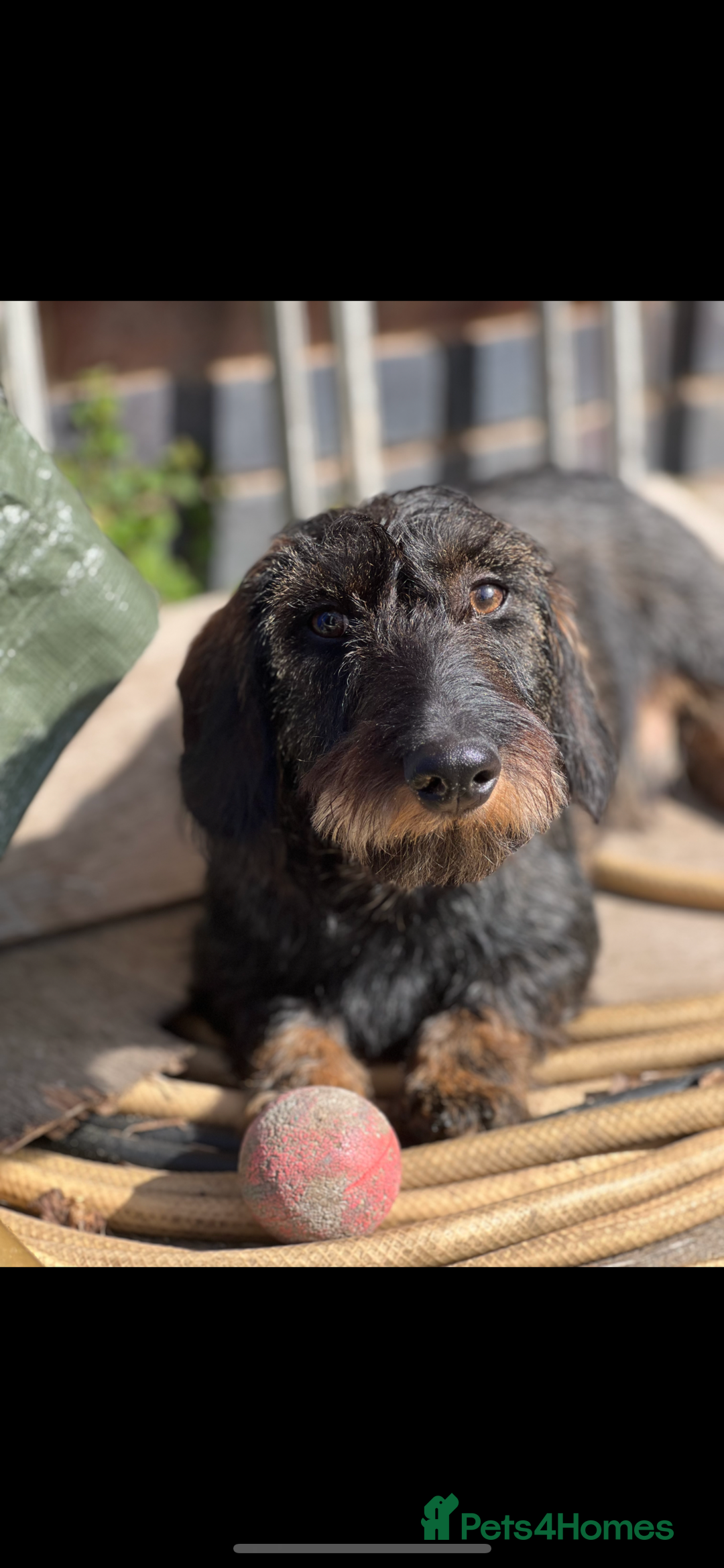 Dachshund dogs for sale: Wire haired Dachshund Bingley £250 - Advert 1