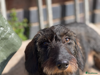 Dachshund dogs - Advert 25