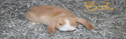 Mini Lop rabbits for sale: 5 Mini Lop / Mini Plush Babies - Advert 12