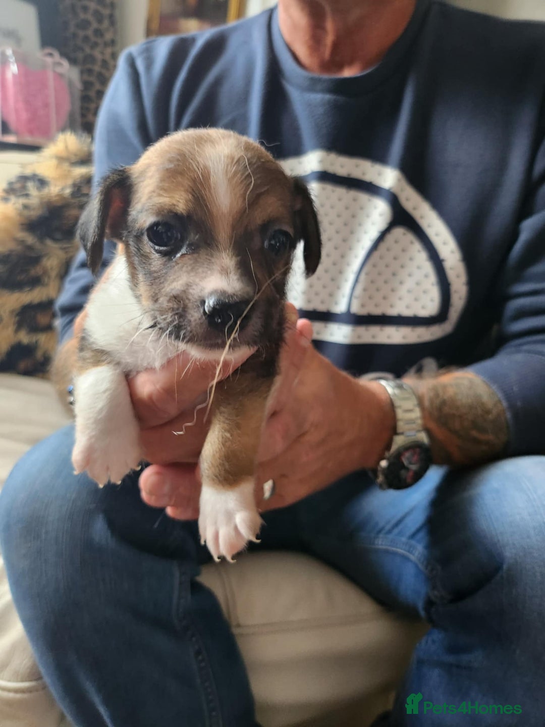 Jack Russell dogs for sale: 4 Beautiful Jack Russell puppies for sale - Image 5
