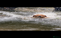 Labrador Retriever dogs for stud: fox Red extensively health tested 0-0 hips in Swansea - Image 17