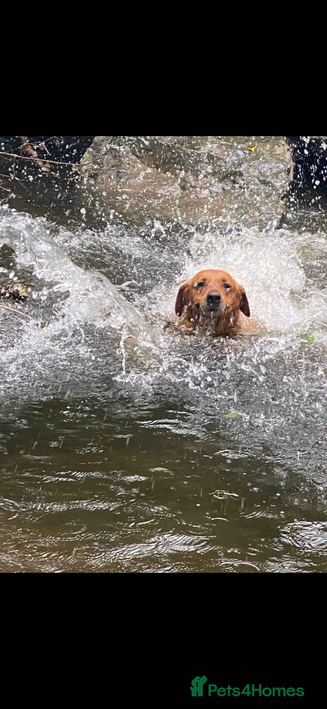 Labrador Retriever dogs for stud: fox Red extensively health tested 0-0 hips in Swansea - Image 17