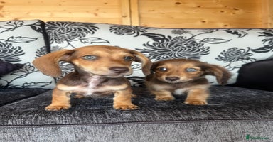 Miniature Dachshund dogs - Advert 8