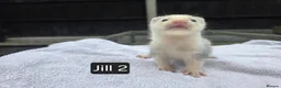 Ferret rodents for sale: Silver Ferret Kits Ready To Leave - Advert 9