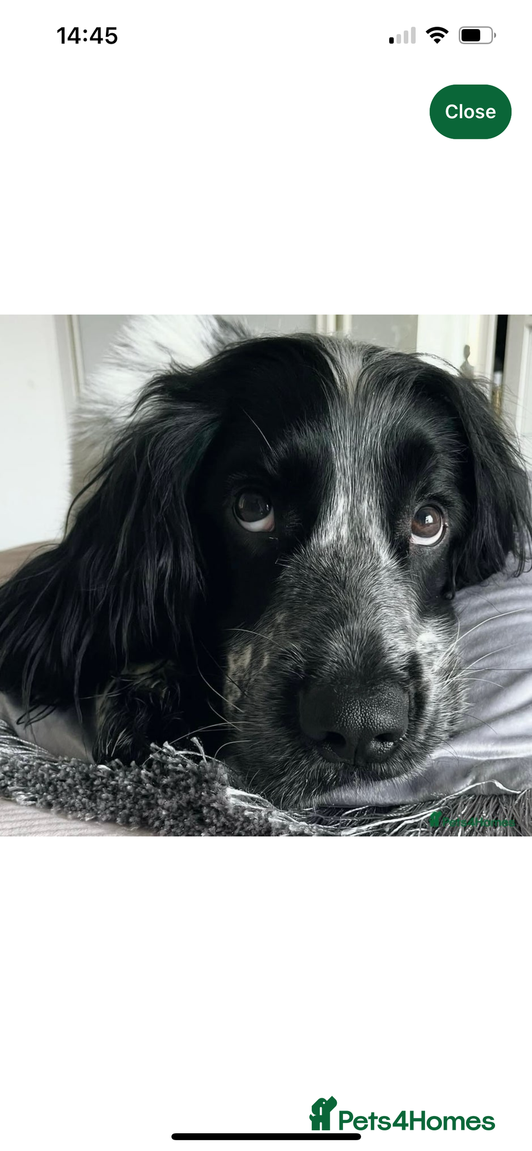Sprocker dogs for sale: Beautiful Sprocker Spaniel Puppies  - Advert 14