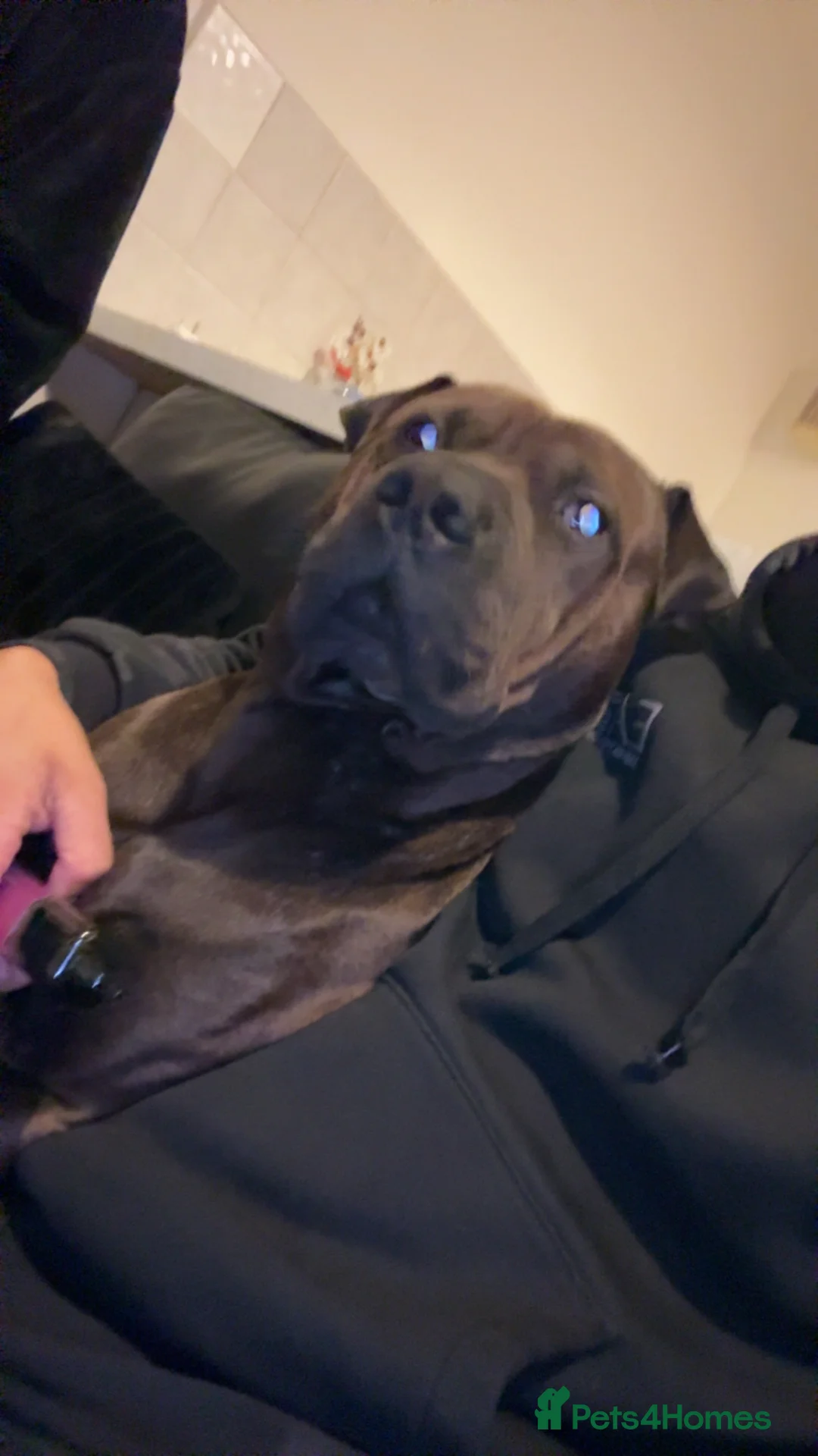 Mixed Breed dogs for sale: Loki shar pei X staffy in Manchester - Advert 1