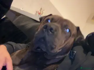 Mixed Breed dogs Loki shar pei X staffy in Manchester - Advert 1