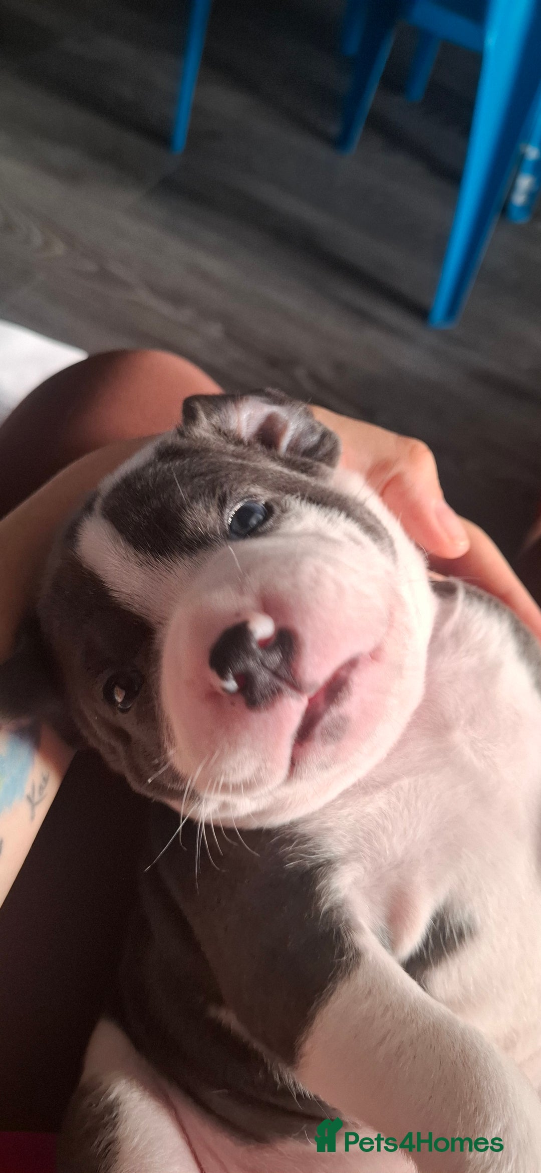 Staffordshire Bull Terrier dogs for sale: Blue Staffordshire bull terrier puppies  - Image 33