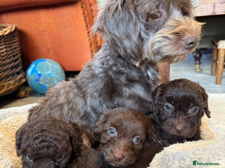 Shihpoo dogs - Advert 3