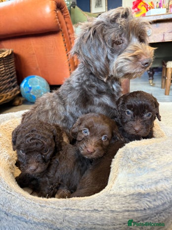 Shihpoo dogs - Advert 3