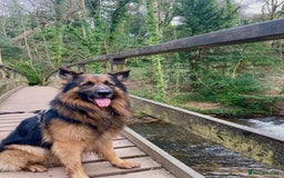 German Shepherd dogs for stud: Pure breed kc registered in Rochdale - Image 4