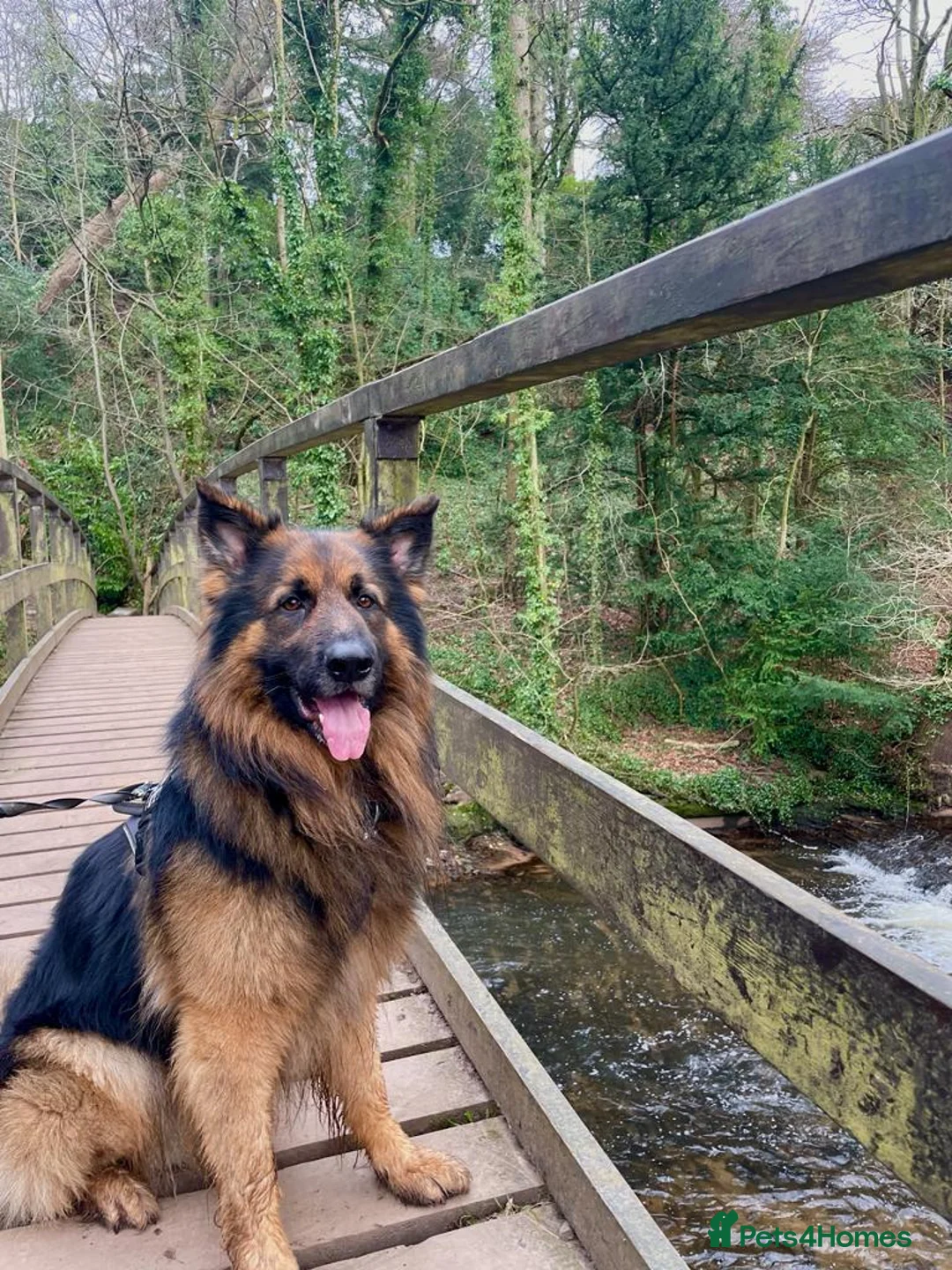 German Shepherd dogs for stud: Pure breed kc registered in Rochdale - Advert 4