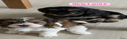 Havanese dogs for sale: 5 Pedigree Havanese Puppies in Doncaster - Advert 11
