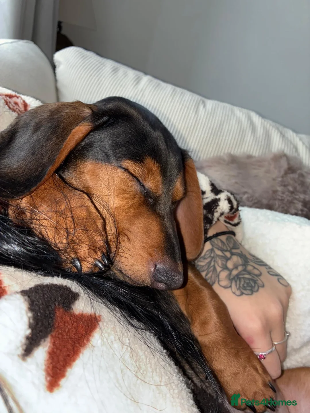 Dachshund dogs for sale: Woody - 4.5 months old. Male.  - Advert 9