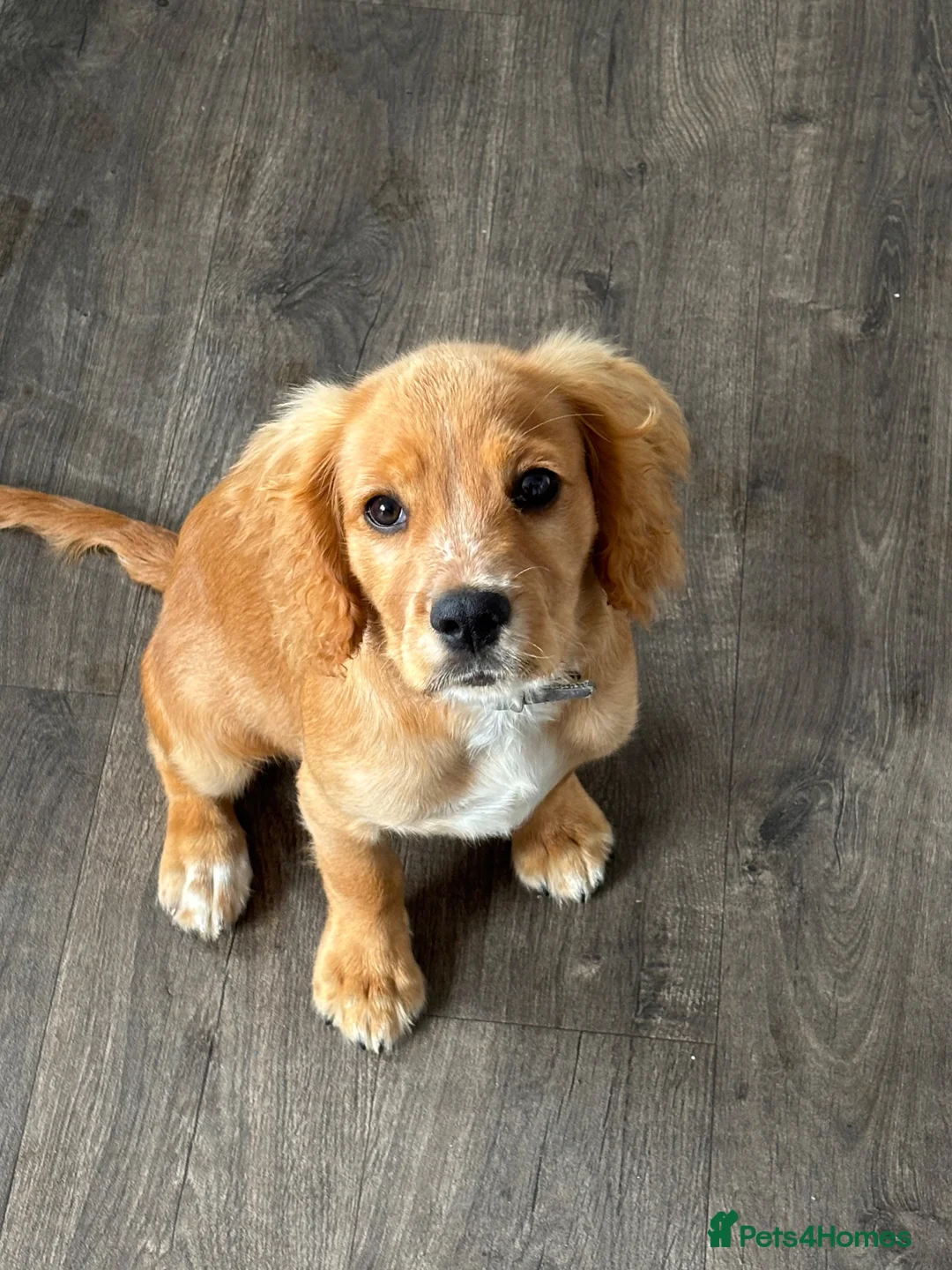 Cockalier dogs for sale: Puppy  - Advert 2
