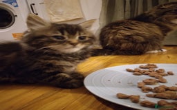 Mixed Breed cats for sale: Scottish fold cross kitten - Image 4