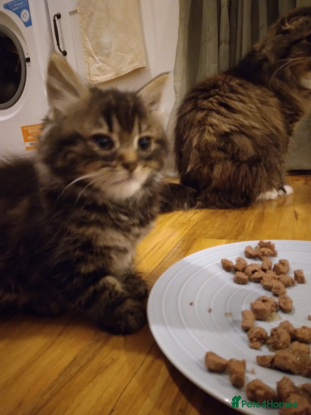 Mixed Breed cats for sale: Scottish fold cross kitten - Image 4