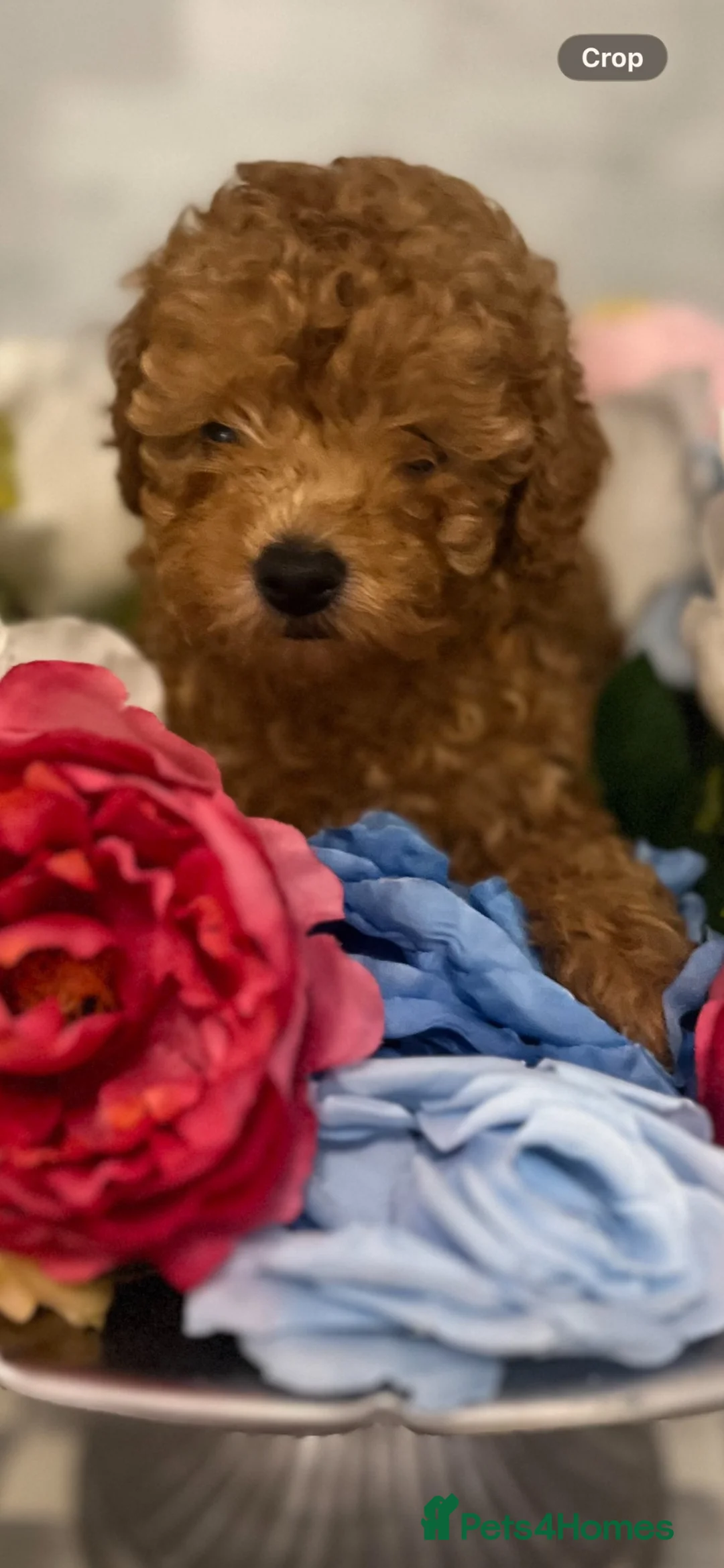 Toy Poodle dogs for sale: KC Toy poodle girl PRA clear 8 weeks old!  - Advert 2