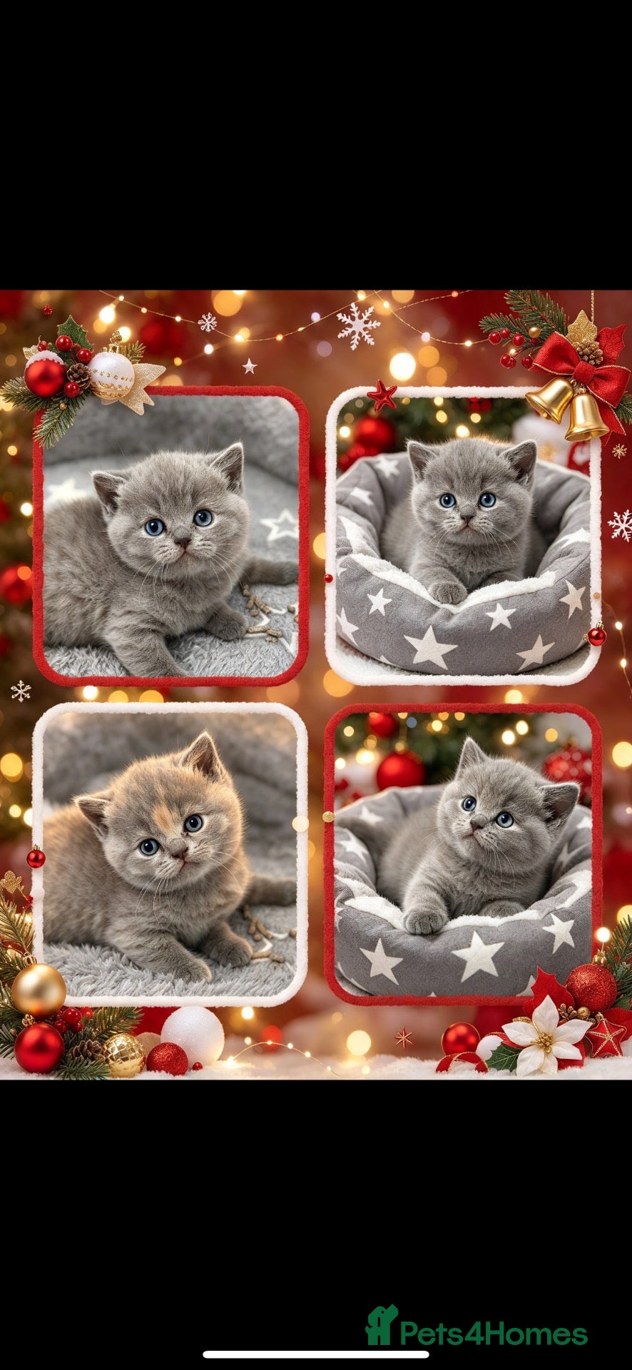 British Shorthair cats for sale: Rare blue-cream British Shorthair kittens💖 - Advert 1