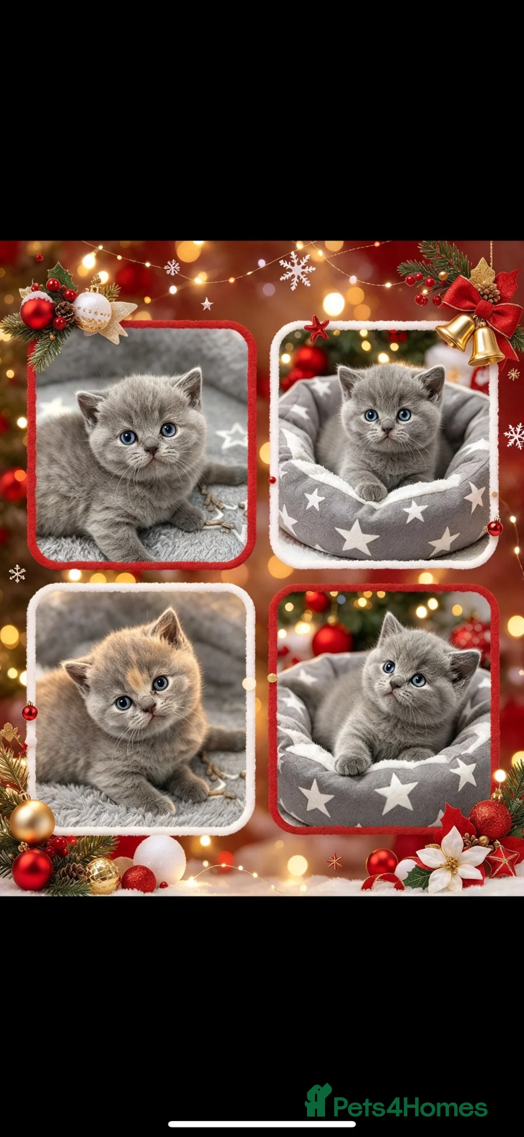 British Shorthair cats for sale: Rare blue-cream British Shorthair kittens💖 - Advert 1
