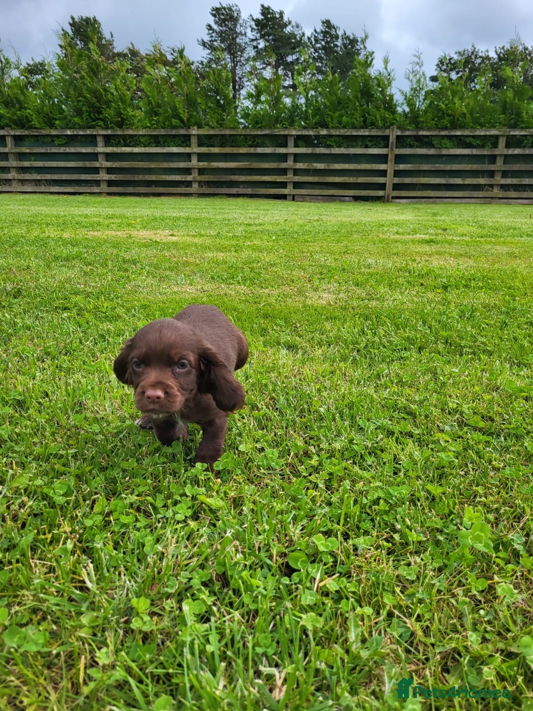 Cocker Spaniel dogs for sale: Cocker Spaniel - Image 3