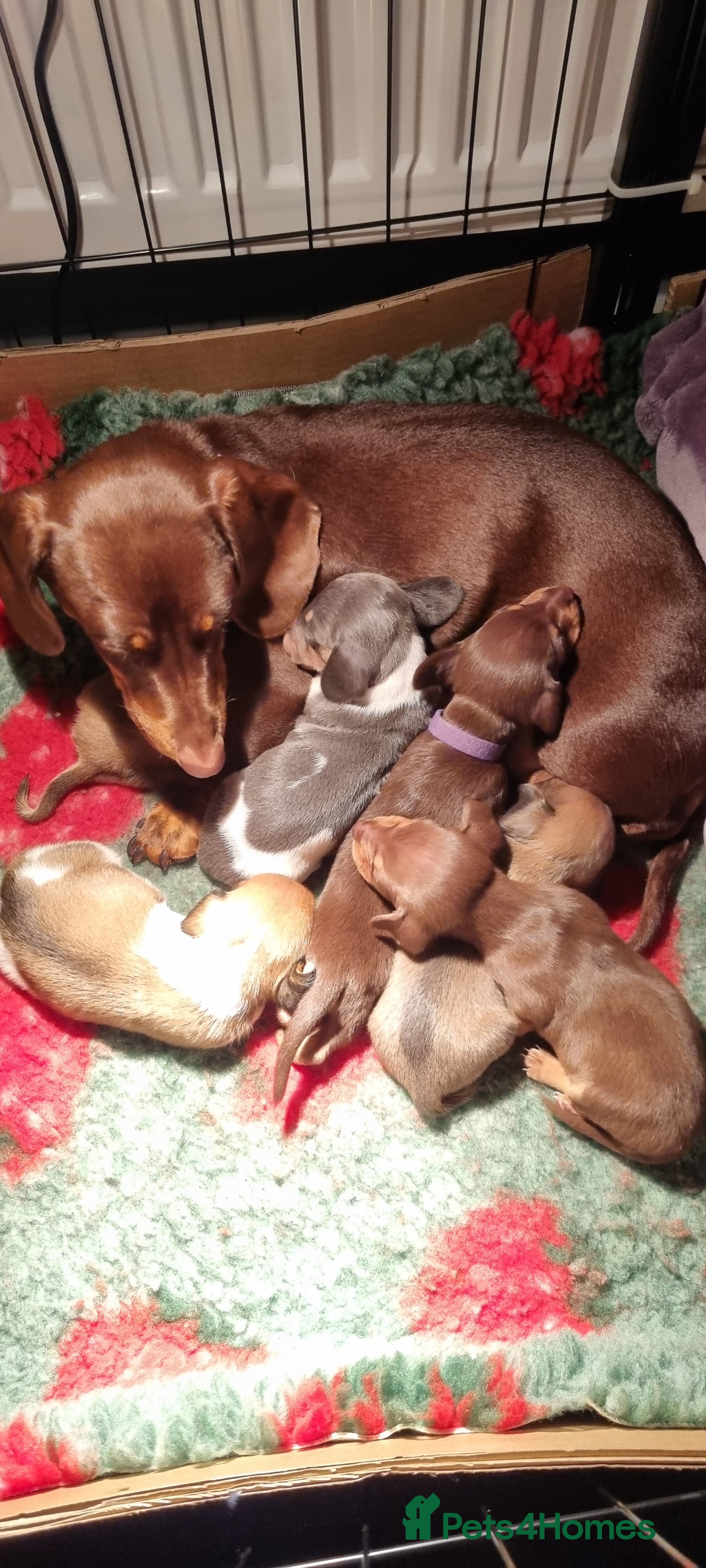 Miniature Dachshund dogs Short haired Minature Daschunds puppies  - Advert 5