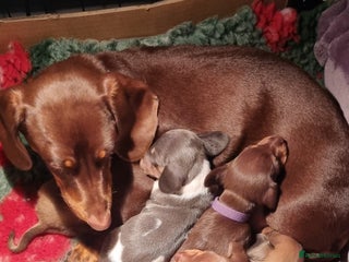 Miniature Dachshund dogs Short haired Minature Daschunds puppies - Advert 1