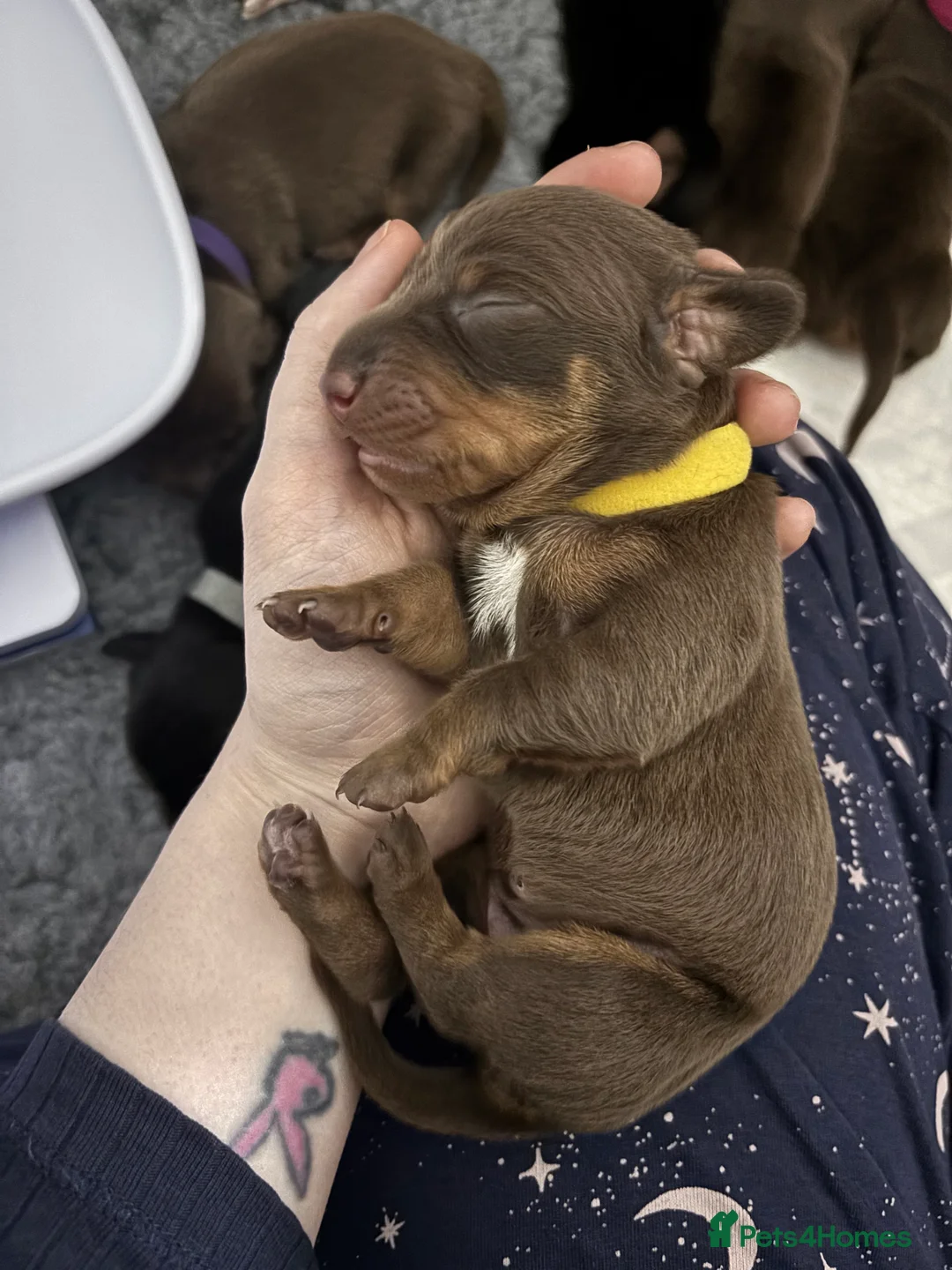 Dachshund dogs for sale: Miniature and standards dachshund pups - Advert 5