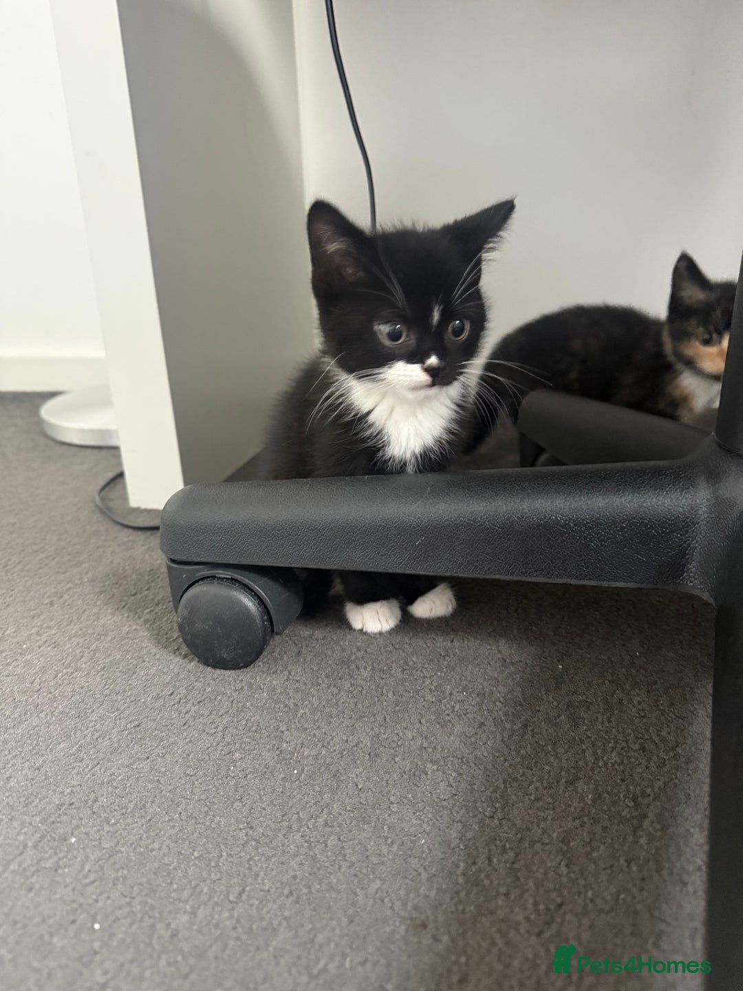 Mixed Breed cats for sale: Mixed breed kittens for sale  - Image 5