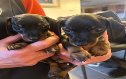 Miniature Dachshund dogs for sale: Miniature Dachshund  - Image 6