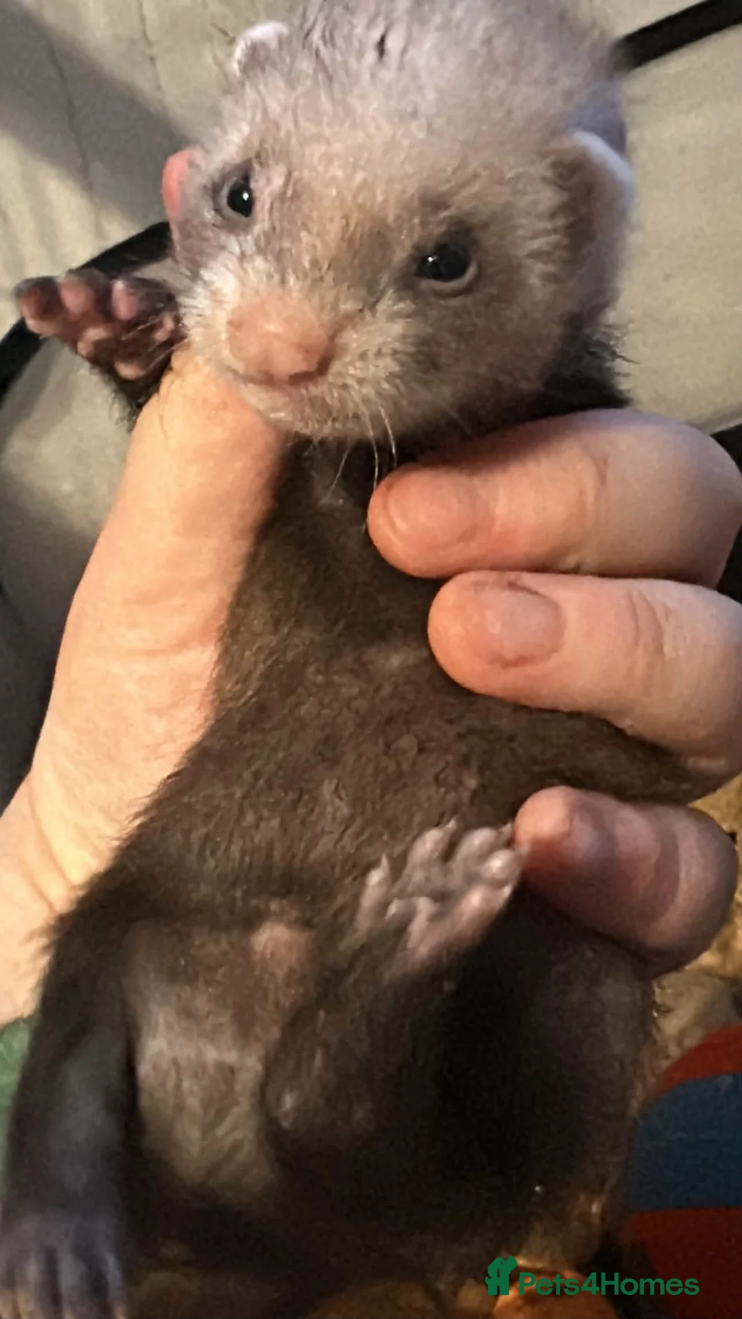 Ferret rodents for sale: £60 for Two ferret kits for sale  - Advert 6