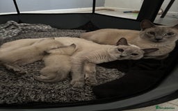 Siamese cats for sale: Lilac / Blue point Siamese  - Image 3
