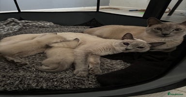 Siamese cats - Advert 5
