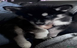 Shepsky dogs for sale: Siberian husky hybrids  - Image 6