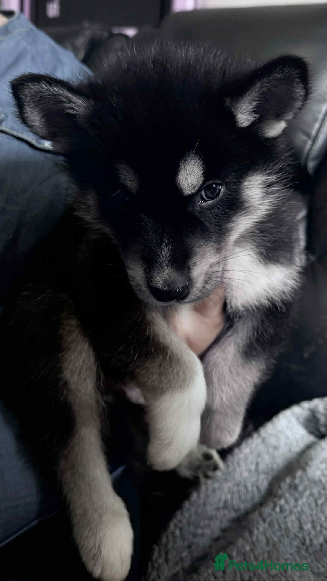 Shepsky dogs for sale: Siberian husky hybrids  - Image 6