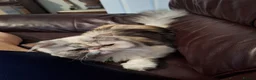 Persian cats for sale:  silver tortie tabby, white female spayed .  - Advert 4